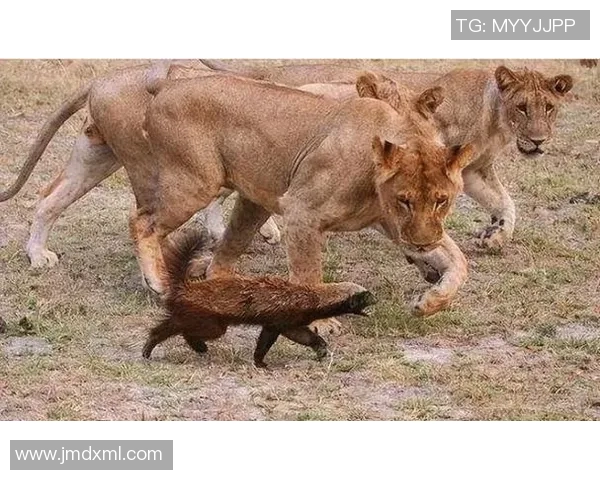 谢里夫与华沙的对决结果揭晓谁将胜出这场激烈较量